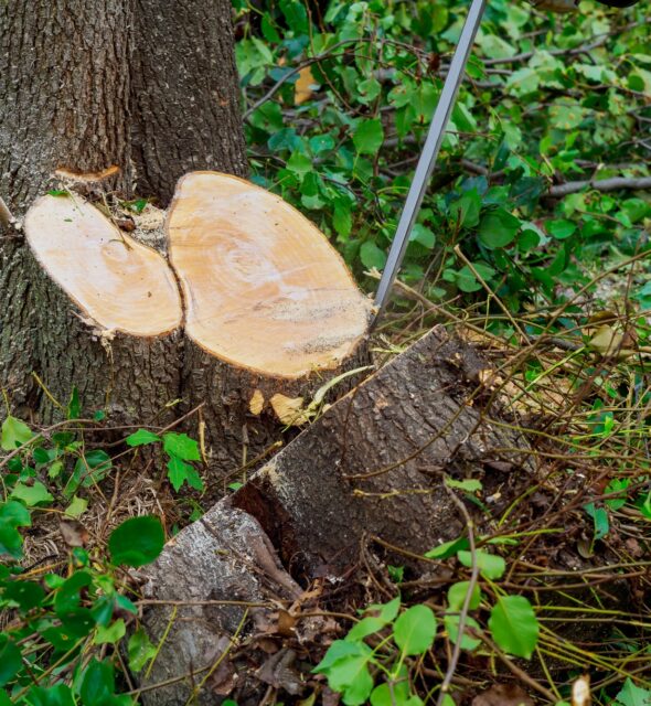 Man cuts tree with chainsaw, concept of deforestation. Selective focus